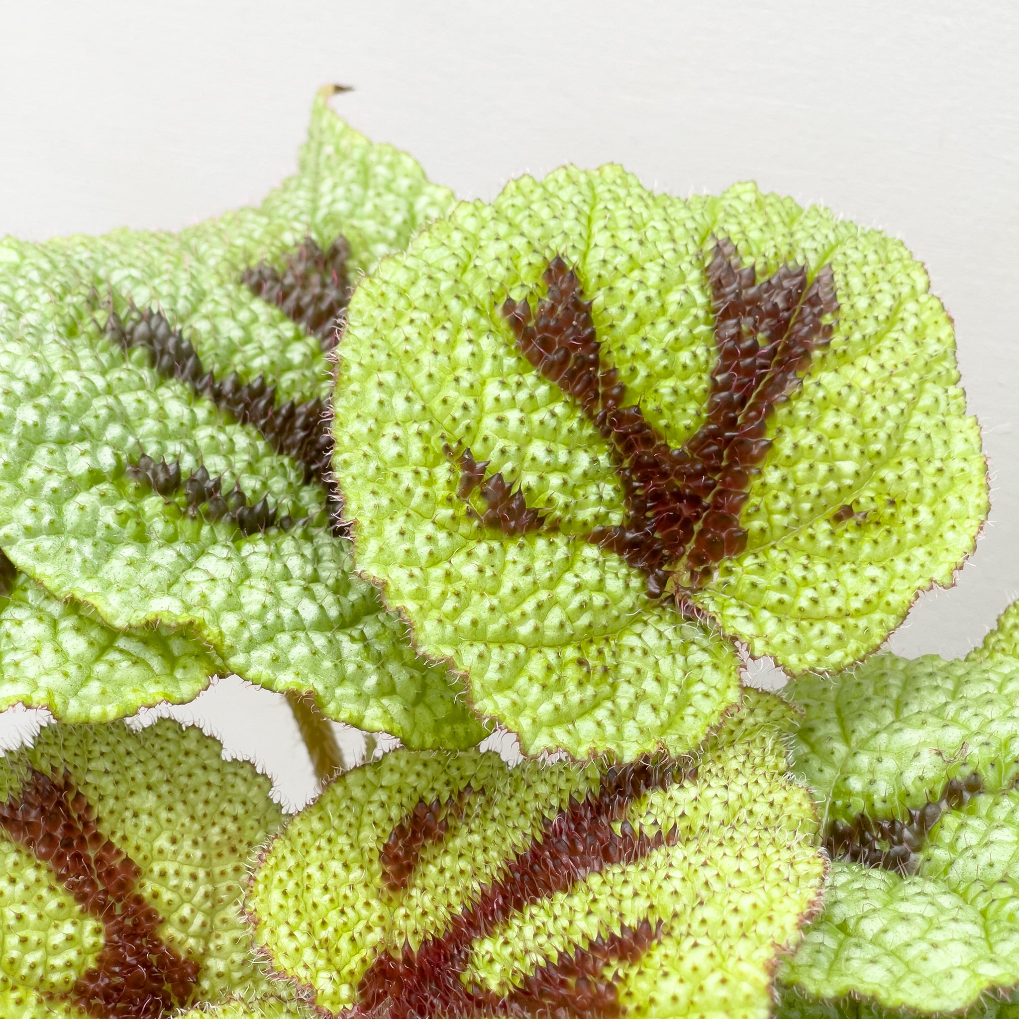 鐵甲秋海棠 Begonia Masoniana