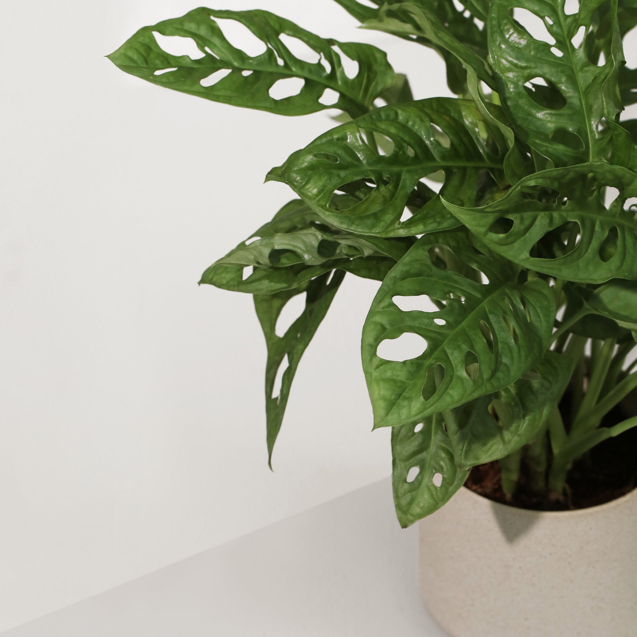 monstera adansonii 中文 仙洞龜背Monstera Adansonii – Sun Times Garden