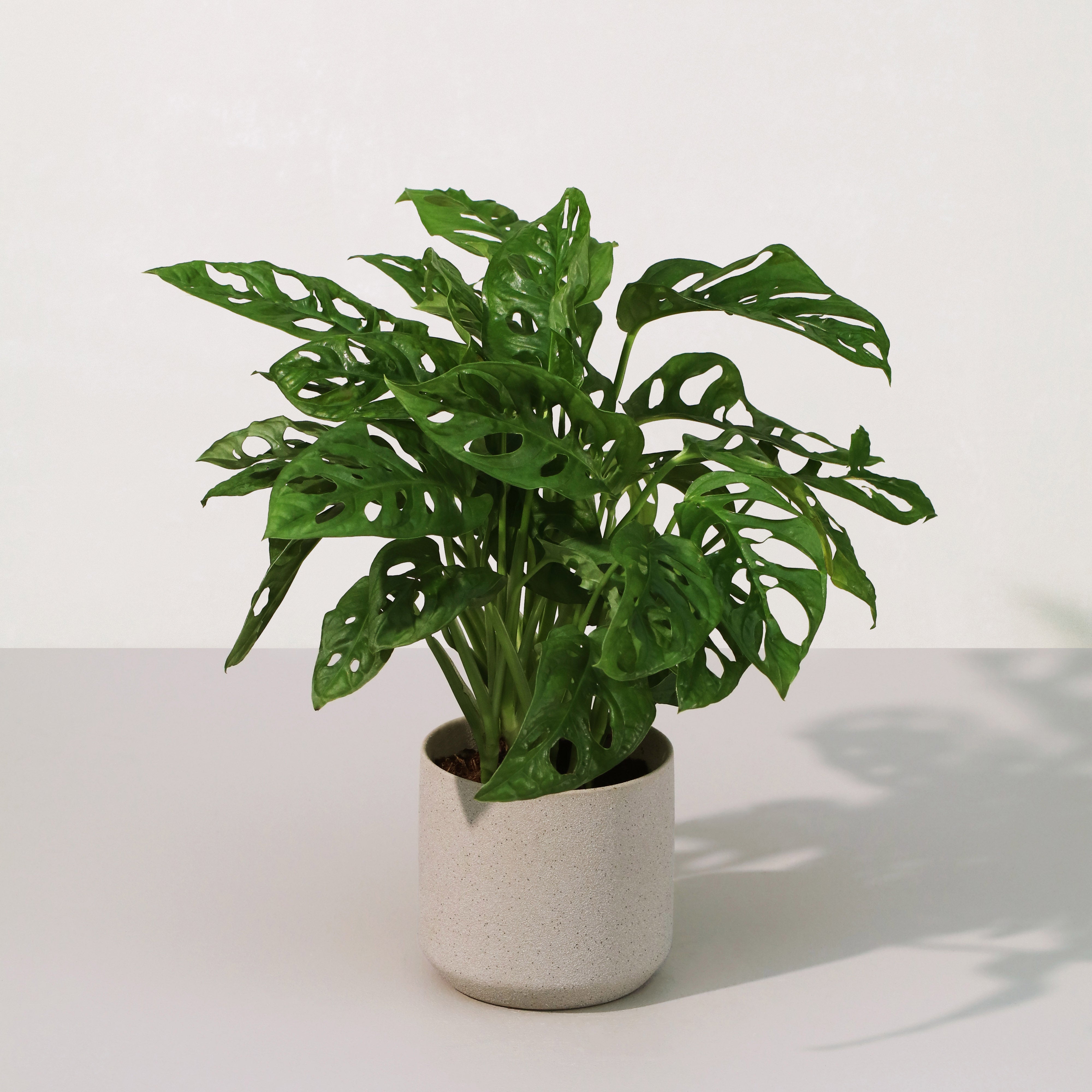 monstera adansonii 中文 仙洞龜背Monstera Adansonii – Sun Times Garden