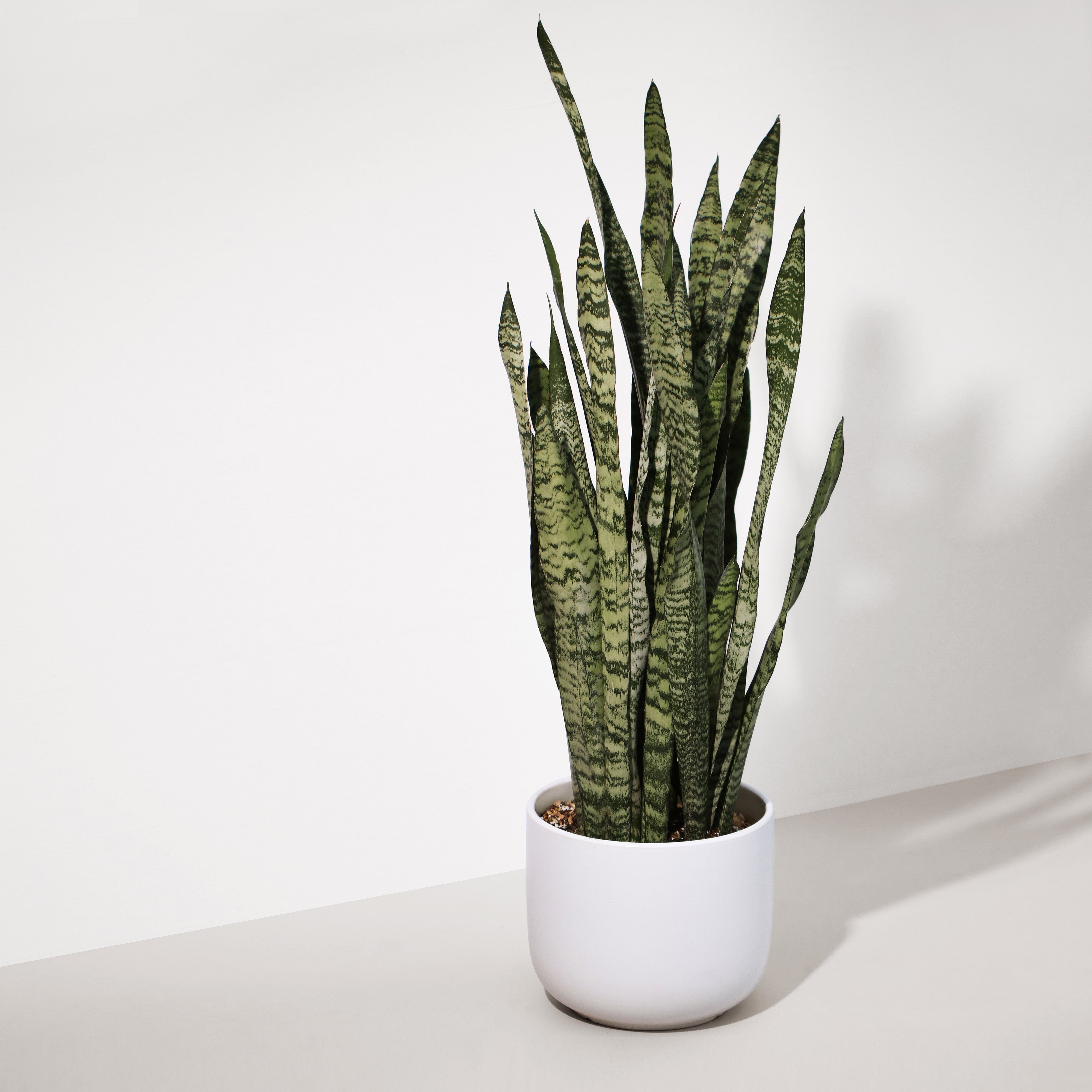 sansevieria 中文 全綠虎尾蘭中型Green Snake Plants – Sun Times Garden