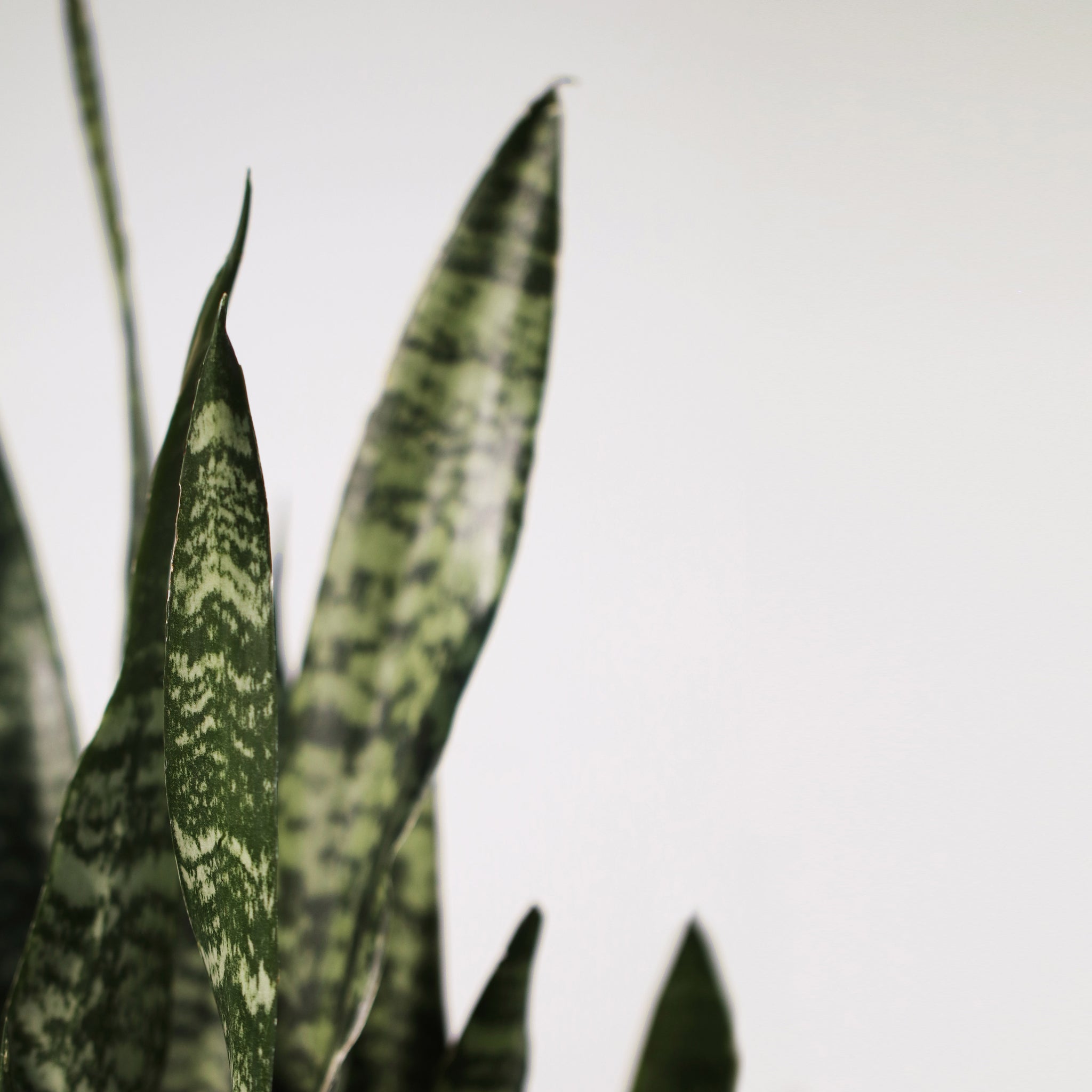 snake plant 中文 全綠虎尾蘭中型Green Snake Plants – Sun Times Garden