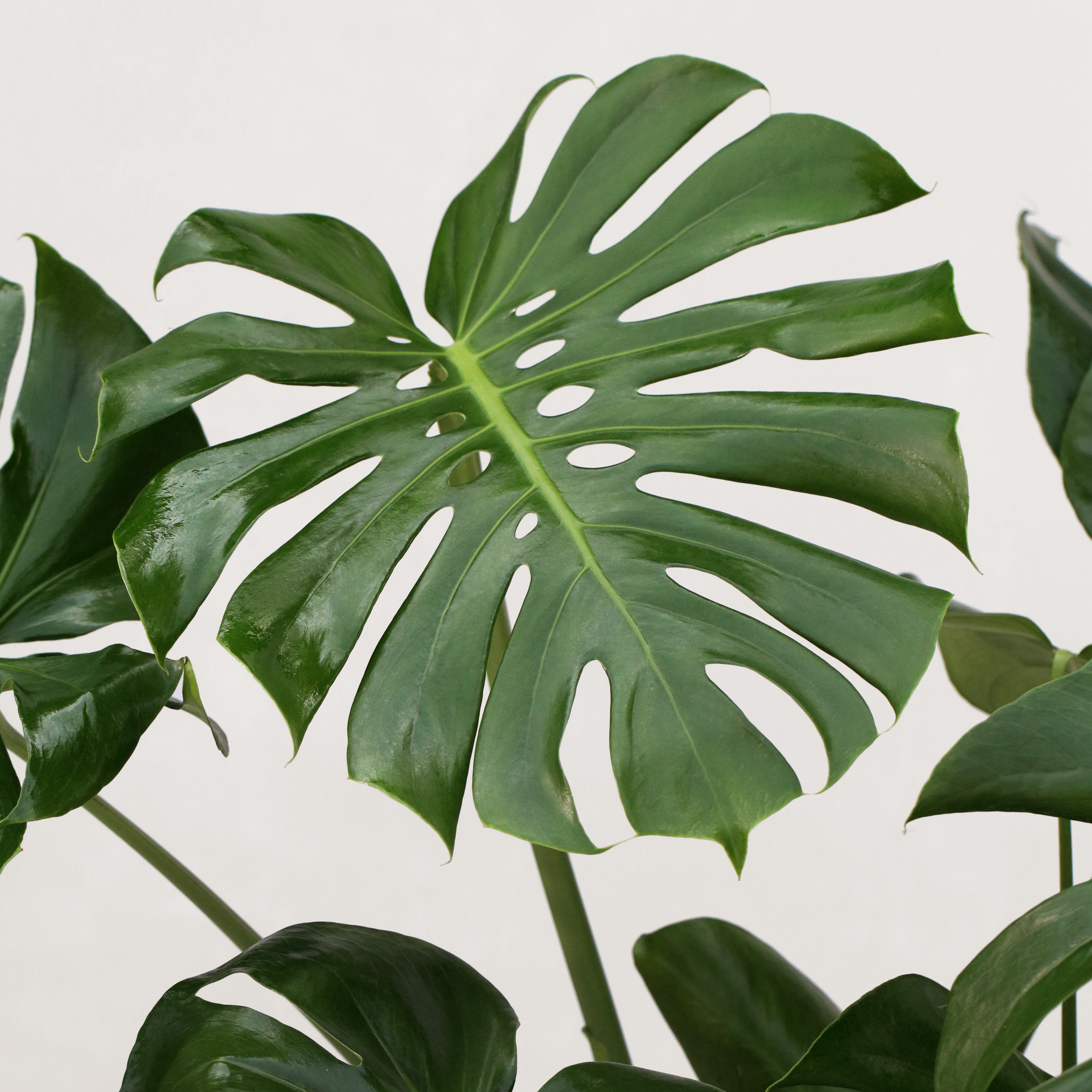 monstera deliciosa 中文 龜背竹Monstera deliciosa – Sun Times Garden