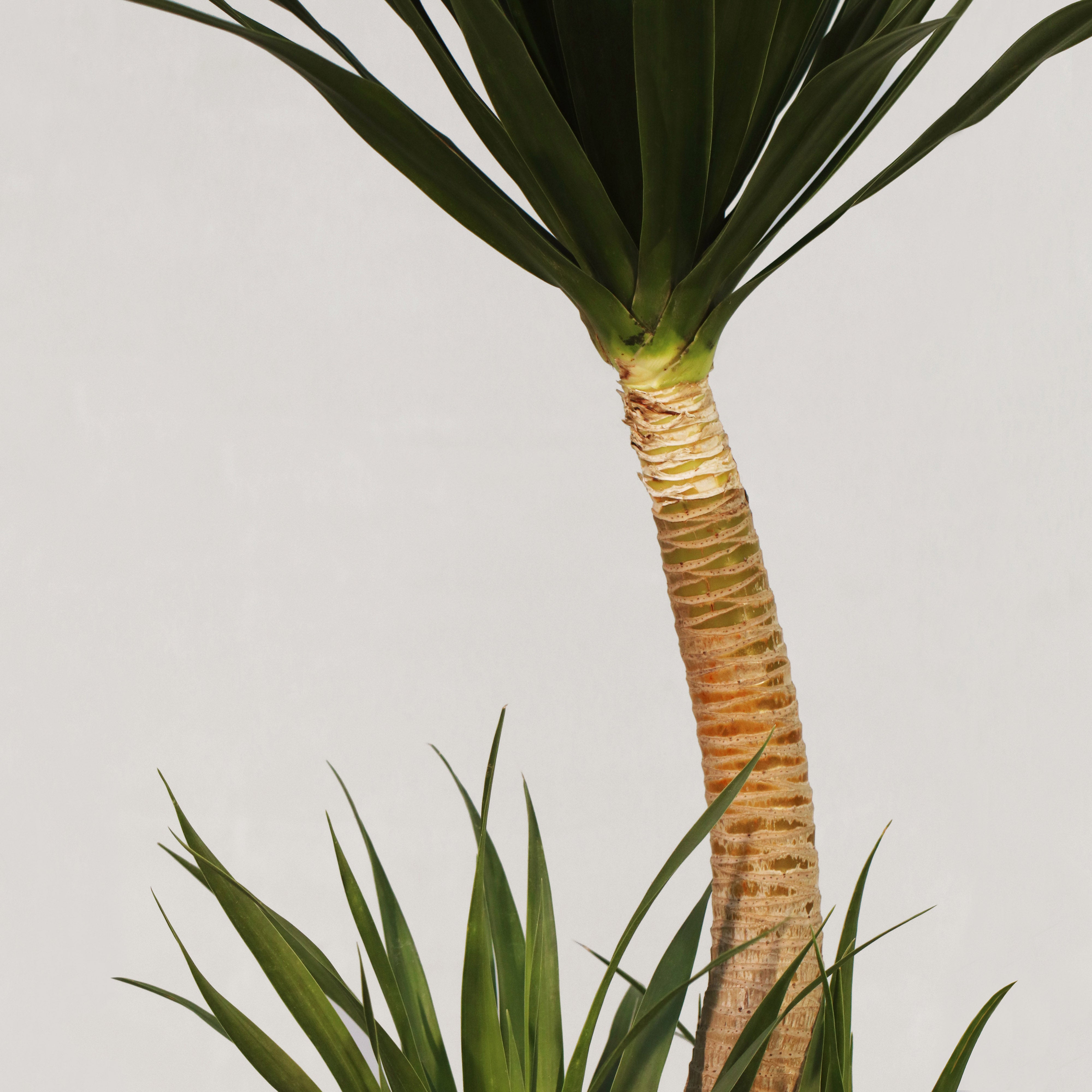 yucca cane 中文 荷蘭鐵Yucca elephantipes – Sun Times Garden