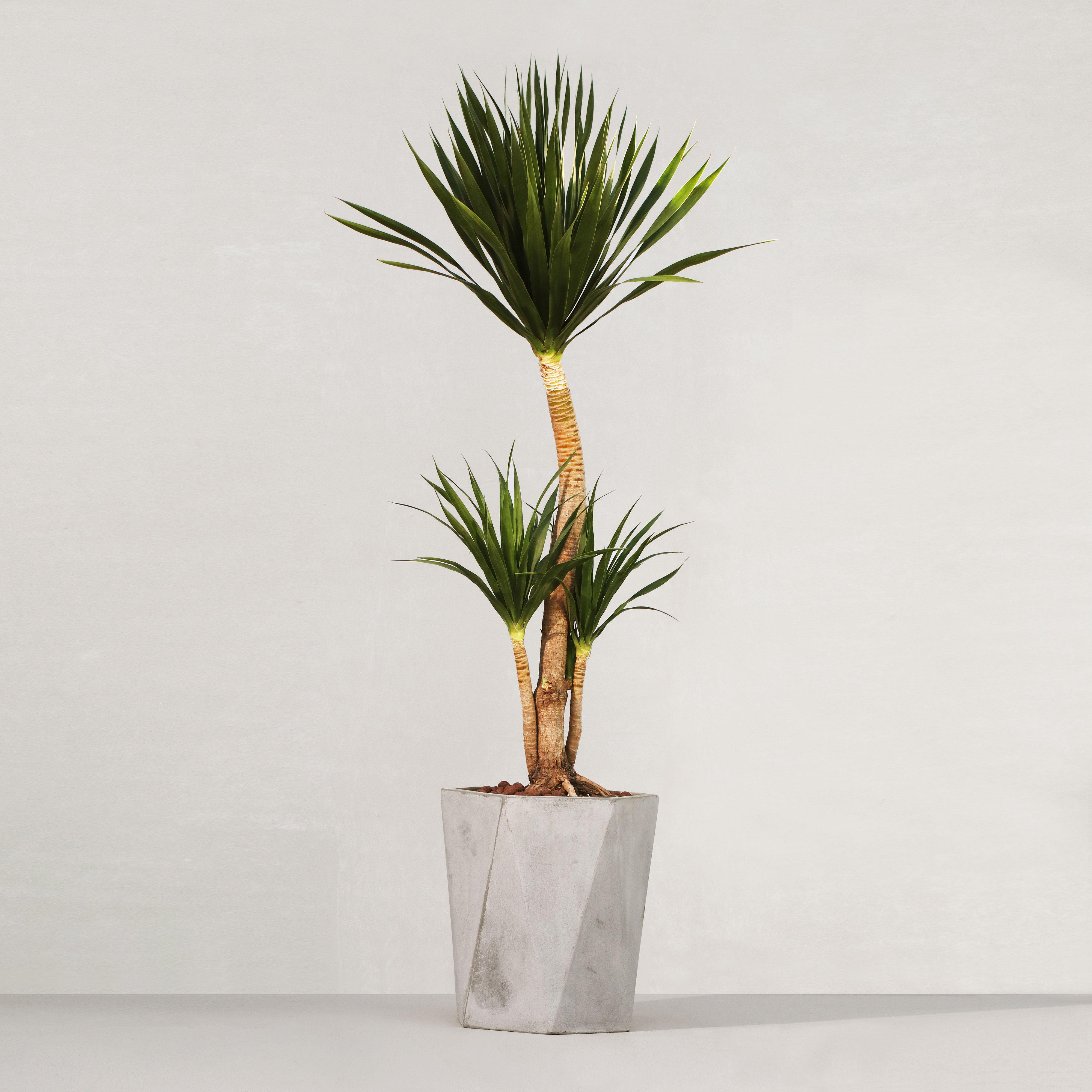 yucca cane 中文 荷蘭鐵Yucca elephantipes – Sun Times Garden