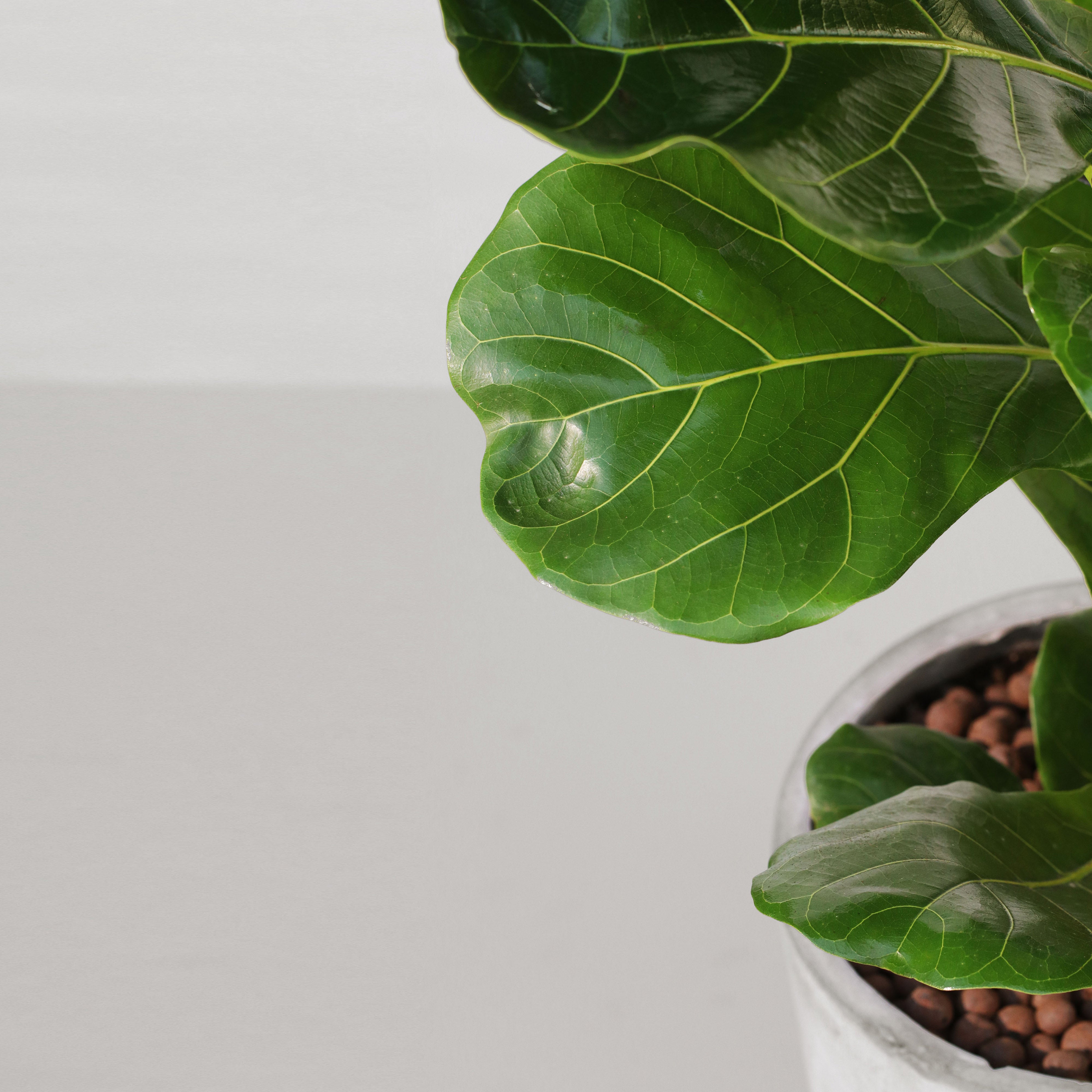 fiddle leaf fig 中文 琴葉榕Fiddle-leaf Fig – Sun Times Garden