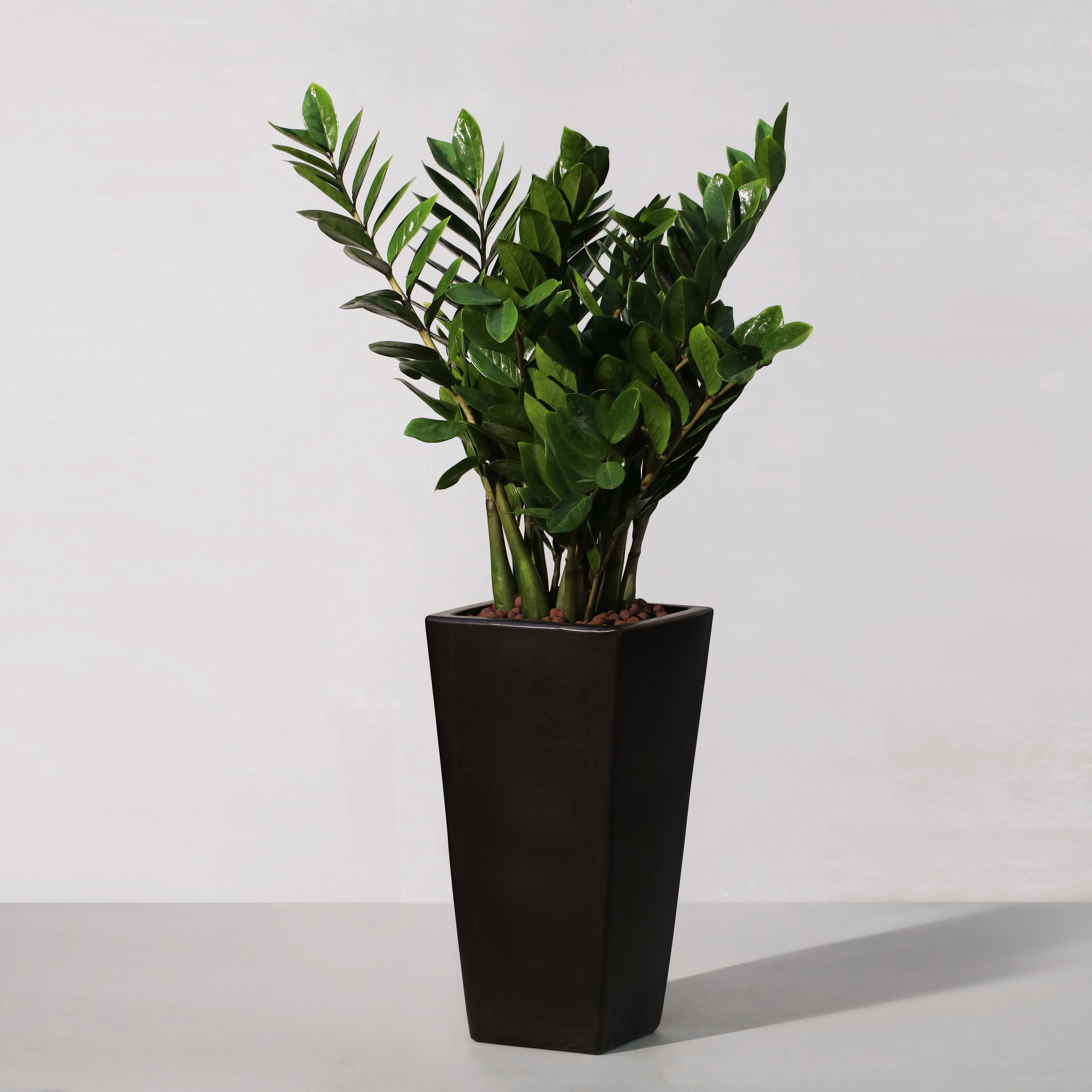 zz plant 中文 金錢樹Zamioculcas zamiifolia – Sun Times Garden