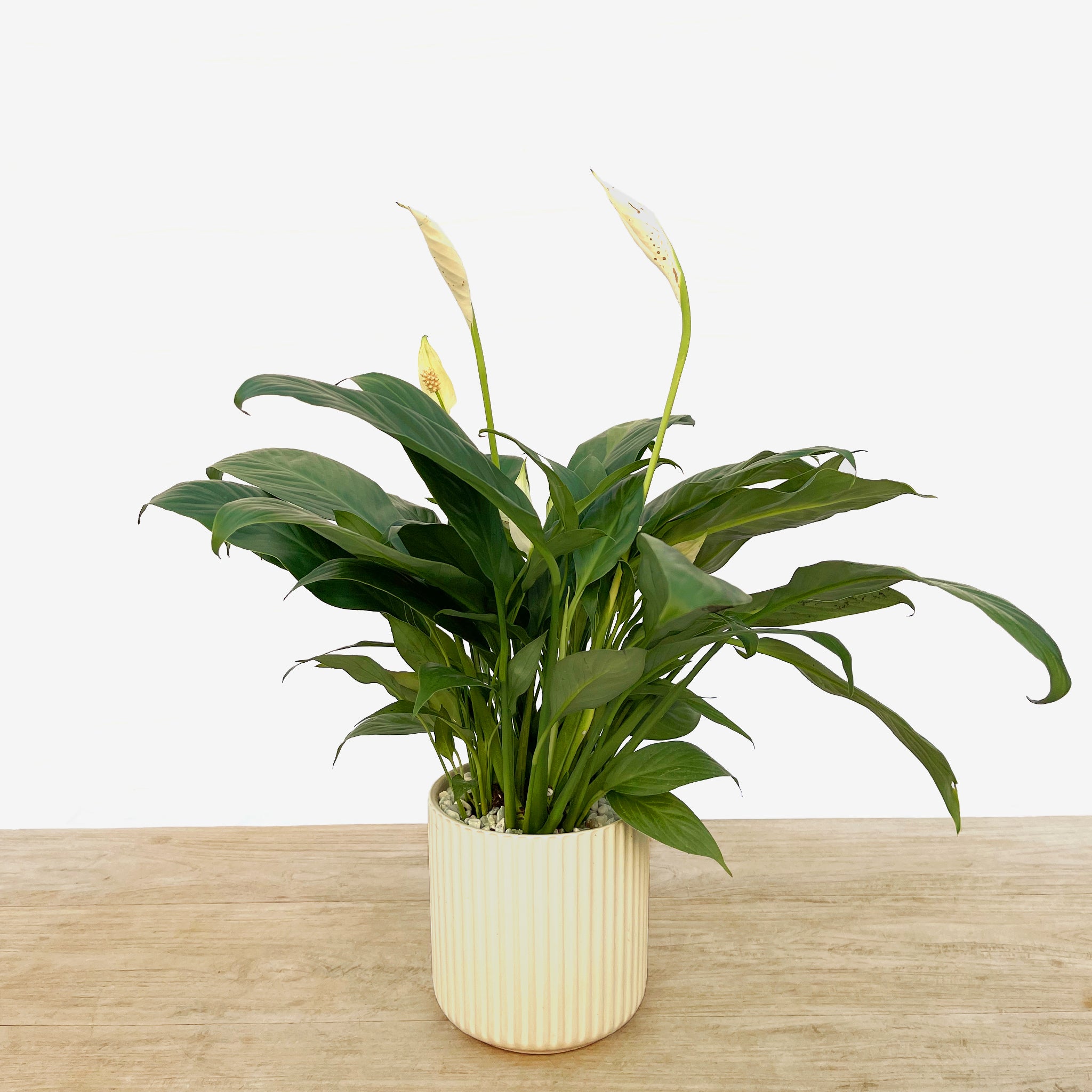 peace lily 中文 名 白鶴芋/ 白掌Peace Lily – Sun Times Garden