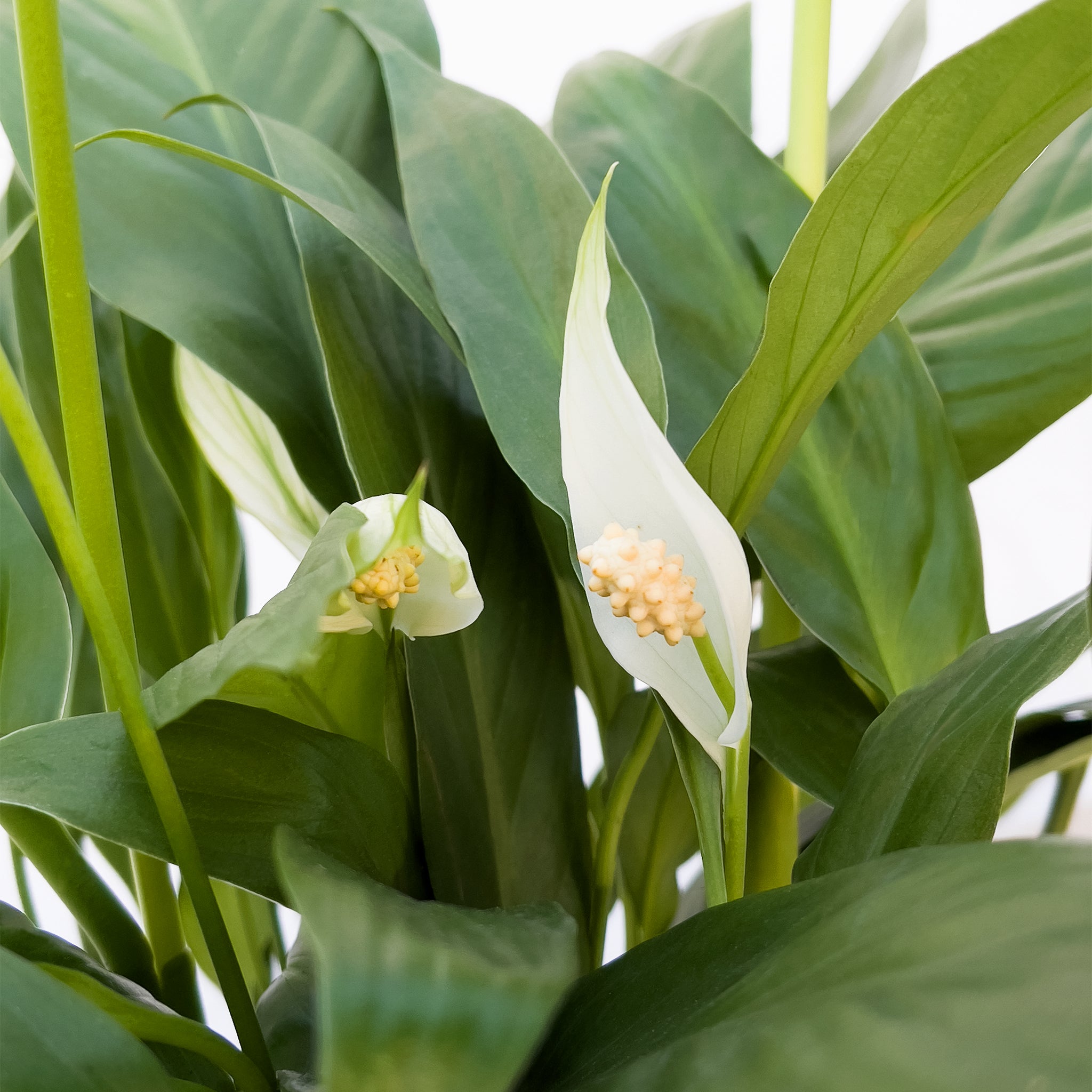 peace lily 中文名 白鶴芋/ 白掌Peace Lily – Sun Times Garden