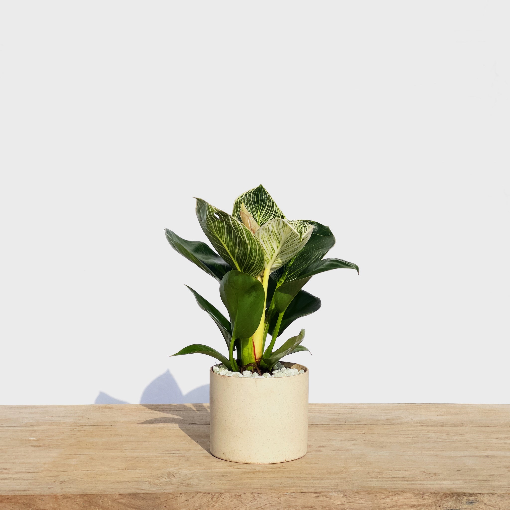 philodendron birkin中文 柏金蔓綠絨Philodendron ' Birkin ' – Sun Times Garden