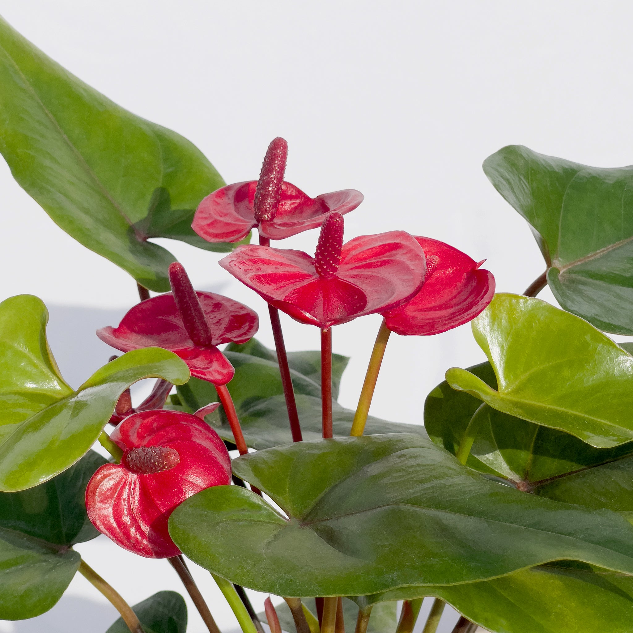 anthurium 中文 紅鶴芋/ 紅掌Anthurium Andraeanum – Sun Times Garden